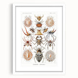 Modern Wall Art: Intricate Arachnid Illustration by Ernst Haeckel