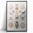 Modern Wall Art: Intricate Arachnid Illustration by Ernst Haeckel