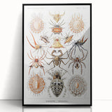 Modern Wall Art: Intricate Arachnid Illustration by Ernst Haeckel