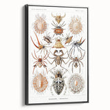 Modern Wall Art: Intricate Arachnid Illustration by Ernst Haeckel
