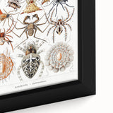 Modern Wall Art: Intricate Arachnid Illustration by Ernst Haeckel