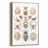 Modern Wall Art: Intricate Arachnid Illustration by Ernst Haeckel