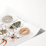 Modern Wall Art: Intricate Arachnid Illustration by Ernst Haeckel