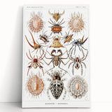 Modern Wall Art: Intricate Arachnid Illustration by Ernst Haeckel