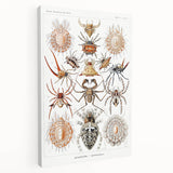 Modern Wall Art: Intricate Arachnid Illustration by Ernst Haeckel