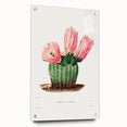 Modern Wall Art: Vibrant Rainbow Cactus Illustration with Pink Blooms