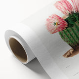 Modern Wall Art: Vibrant Rainbow Cactus Illustration with Pink Blooms