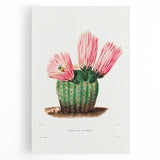 Modern Wall Art: Vibrant Rainbow Cactus Illustration with Pink Blooms