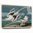 Tropic Bird Realism Art Print - John James Audubon Bird Illustration, 1827