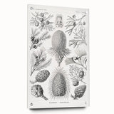 Modern Conifer Botanical Wall Art - Abstract Modern Art Prints