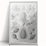 Modern Conifer Botanical Wall Art - Abstract Modern Art Prints