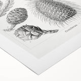 Modern Conifer Botanical Wall Art - Abstract Modern Art Prints