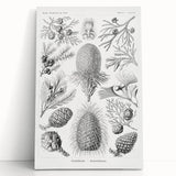 Modern Conifer Botanical Wall Art - Abstract Modern Art Prints