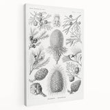 Modern Conifer Botanical Wall Art - Abstract Modern Art Prints