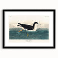 Romanticism Art - Dusky Petrel by John James Audubon Print