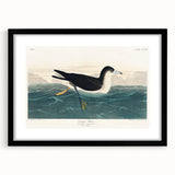 Romanticism Art - Dusky Petrel by John James Audubon Print
