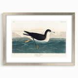 Romanticism Art - Dusky Petrel by John James Audubon Print