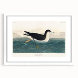 Romanticism Art - Dusky Petrel by John James Audubon Print