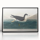 Romanticism Art - Dusky Petrel by John James Audubon Print