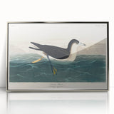Romanticism Art - Dusky Petrel by John James Audubon Print