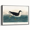 Romanticism Art - Dusky Petrel by John James Audubon Print