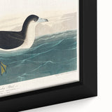 Romanticism Art - Dusky Petrel by John James Audubon Print