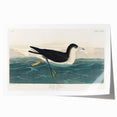 Romanticism Art - Dusky Petrel by John James Audubon Print