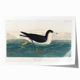 Romanticism Art - Dusky Petrel by John James Audubon Print