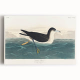 Romanticism Art - Dusky Petrel by John James Audubon Print