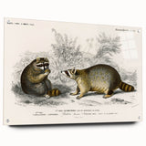 Romanticism Art - Raccoon Illustration by Charles D’Orbigny Print