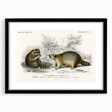 Romanticism Art - Raccoon Illustration by Charles D’Orbigny Print