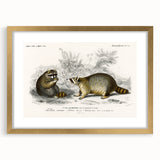 Romanticism Art - Raccoon Illustration by Charles D’Orbigny Print