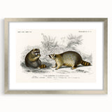 Romanticism Art - Raccoon Illustration by Charles D’Orbigny Print