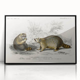 Romanticism Art - Raccoon Illustration by Charles D’Orbigny Print