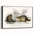 Romanticism Art - Raccoon Illustration by Charles D’Orbigny Print