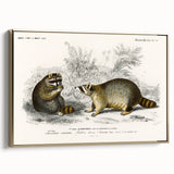 Romanticism Art - Raccoon Illustration by Charles D’Orbigny Print