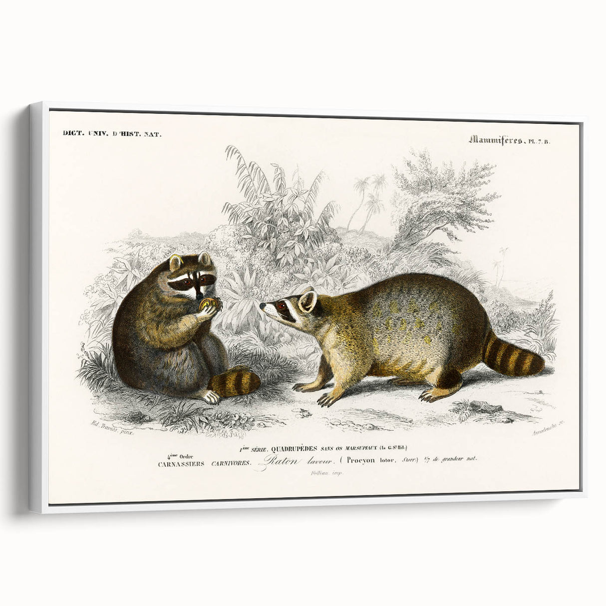 Romanticism Art - Raccoon Illustration by Charles D’Orbigny Print
