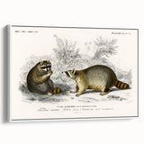 Romanticism Art - Raccoon Illustration by Charles D’Orbigny Print