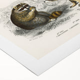 Romanticism Art - Raccoon Illustration by Charles D’Orbigny Print