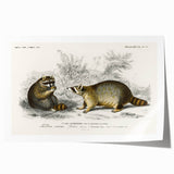 Romanticism Art - Raccoon Illustration by Charles D’Orbigny Print