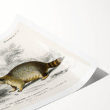Romanticism Art - Raccoon Illustration by Charles D’Orbigny Print