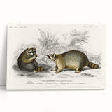 Romanticism Art - Raccoon Illustration by Charles D’Orbigny Print