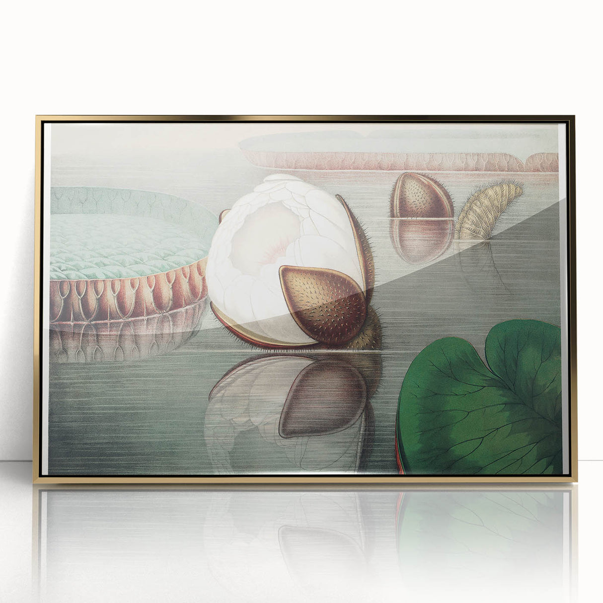 Victoria Regia Water Lily Realism Art Print - Classical Realism Canvas Decor