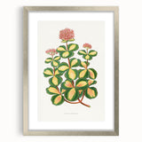 Romanticism Art - Stonecrop Leaf Illustration by Lydon & Fawsett Print