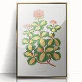 Romanticism Art - Stonecrop Leaf Illustration by Lydon & Fawsett Print