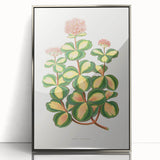 Romanticism Art - Stonecrop Leaf Illustration by Lydon & Fawsett Print
