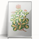 Romanticism Art - Stonecrop Leaf Illustration by Lydon & Fawsett Print