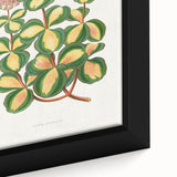 Romanticism Art - Stonecrop Leaf Illustration by Lydon & Fawsett Print