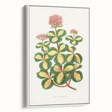 Romanticism Art - Stonecrop Leaf Illustration by Lydon & Fawsett Print
