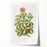 Romanticism Art - Stonecrop Leaf Illustration by Lydon & Fawsett Print